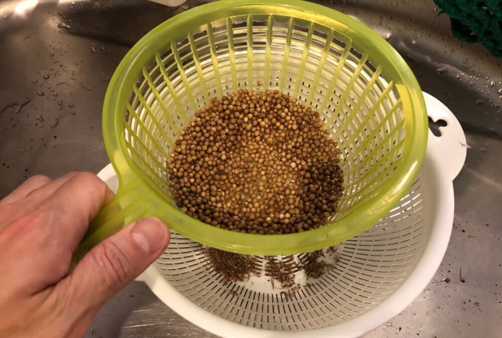 収穫したコリアンダーシードをザルでふるいにかける方法でゴミを取り除く